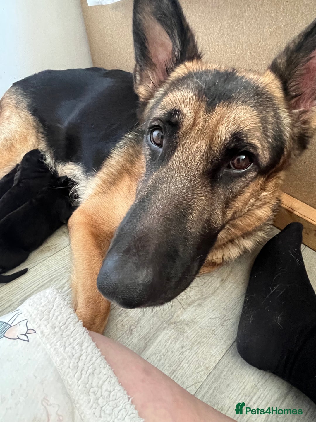 German Shepherd dogs for sale: German Shepard puppies.  - Image 14