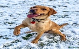 Labrador Retriever dogs for sale: WORMAGS KC REGISTERED LAST LABRADOR PUPPY - Image 16
