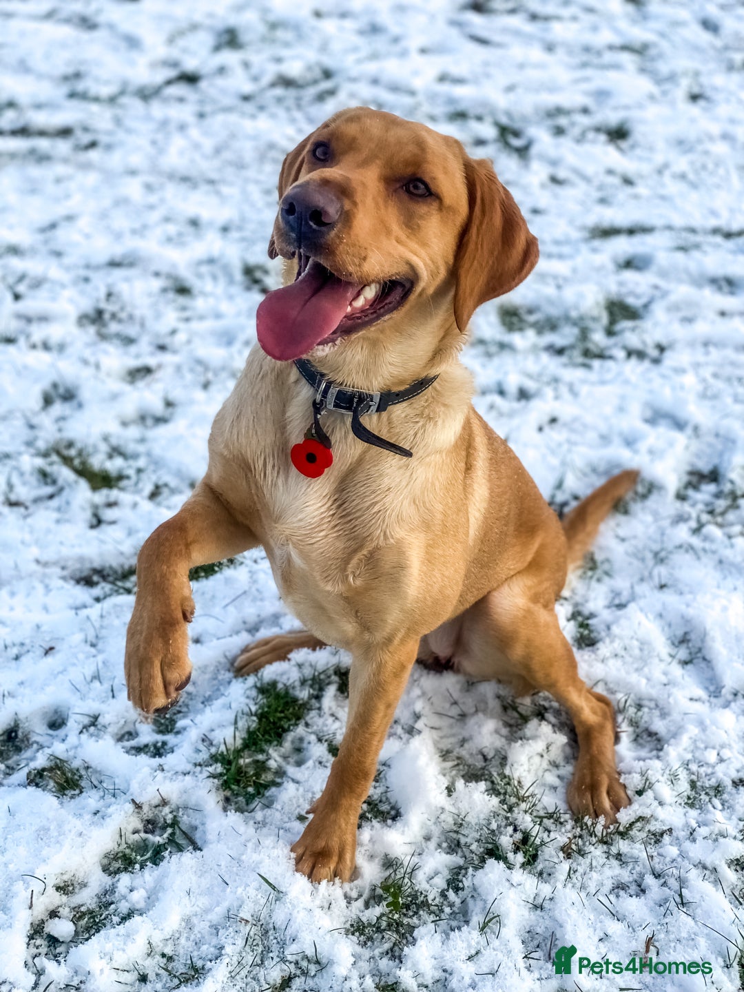 Labrador Retriever dogs for sale: WORMAGS KC REGISTERED LAST LABRADOR PUPPY - Image 16