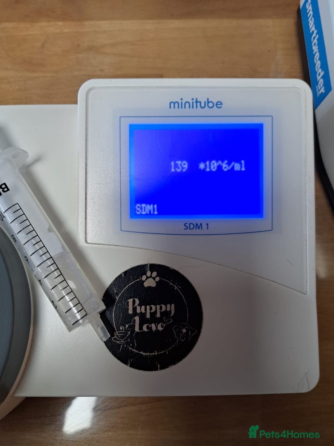 Staffordshire Bull Terrier dogs for stud: KC Registered Staffordshire bull terrier for stud - Image 3