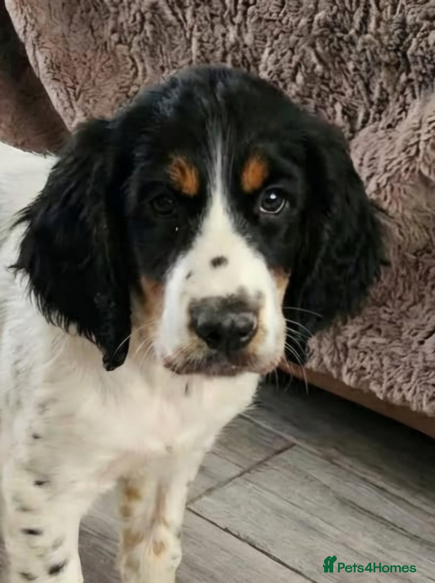 Cocker Spaniel dogs Beautiful girl looking for new home - Advert 2