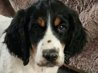 Cocker Spaniel dogs Beautiful girl looking for new home - Advert 2