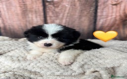 Border Collie dogs for sale: Quality Show Line KC Border Collie Males💙 - Image 8