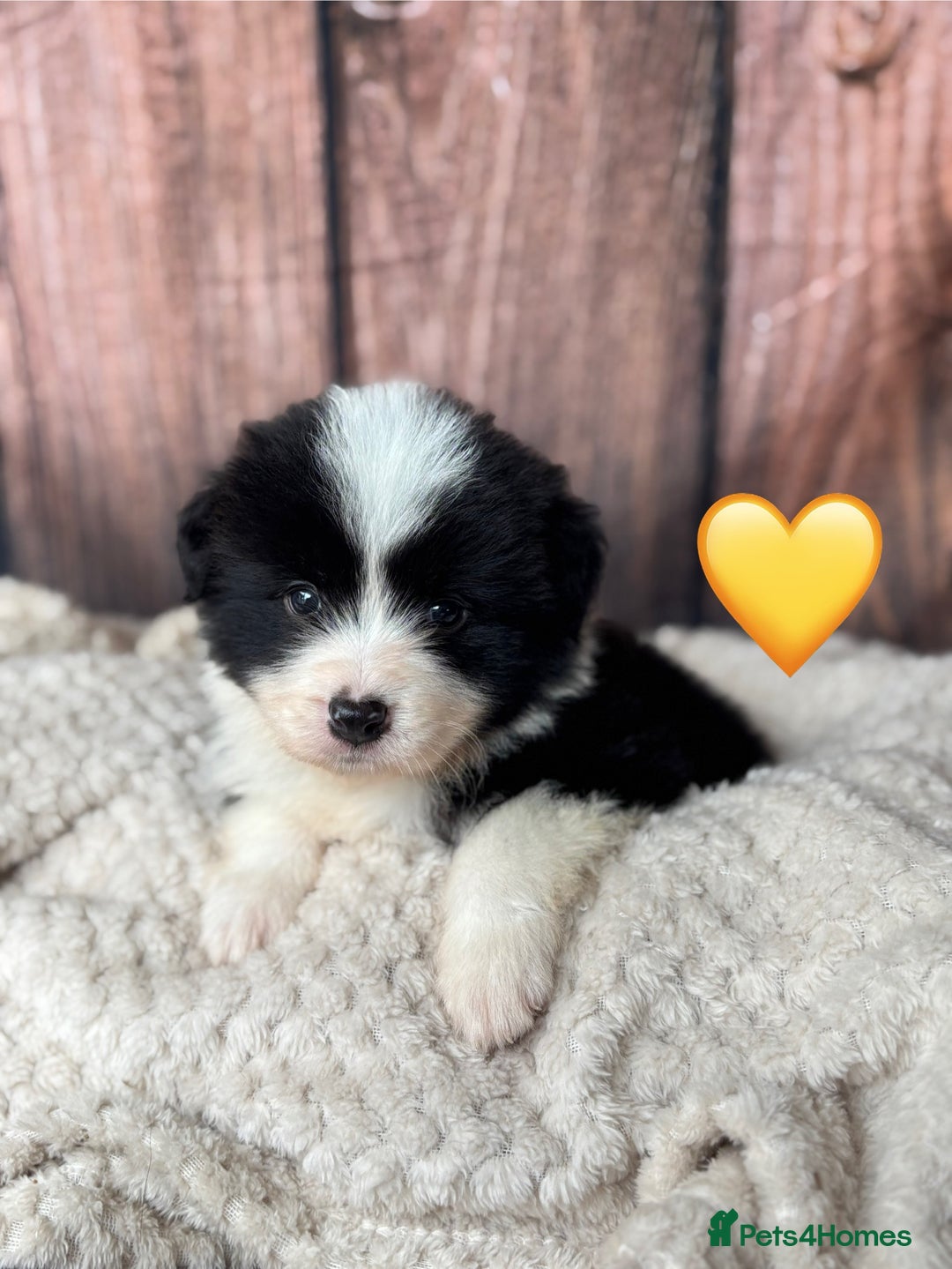 Border Collie dogs for sale: Quality Show Line KC Border Collie Males💙 - Image 8