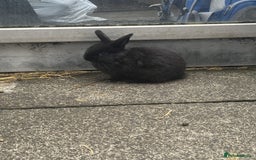 Mini Lop rabbits for sale: 6 weeks old netherland dwarf / mini lop mix - Image 4