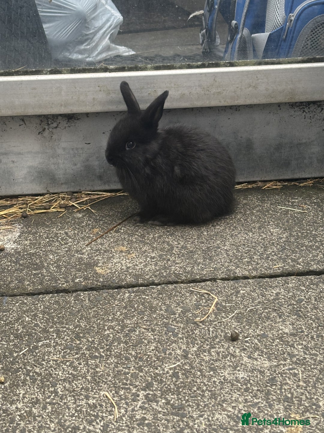Mini Lop rabbits for sale: 6 weeks old netherland dwarf / mini lop mix - Image 4
