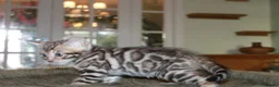 Bengal cats for sale: Last Boy Left! Brown Rosette Bengal Kitten! - Advert 9
