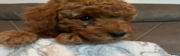 Toy Poodle dogs for sale: Toy poodle puppies  - Advert 7