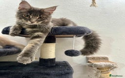 Maine Coon cats for sale: Stunning TICA Registered Maine Coon Boys Available - Image 19