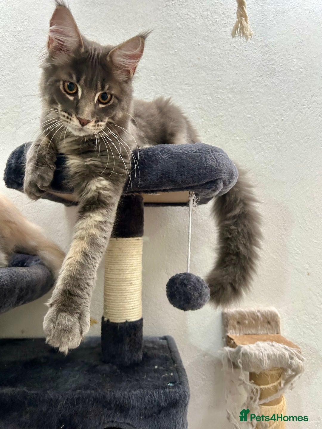 Maine Coon cats for sale: Stunning TICA Registered Maine Coon Boys Available - Image 19