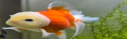 Goldfish fish for sale: Goldfish in Kingston upon Thames - Advert 3