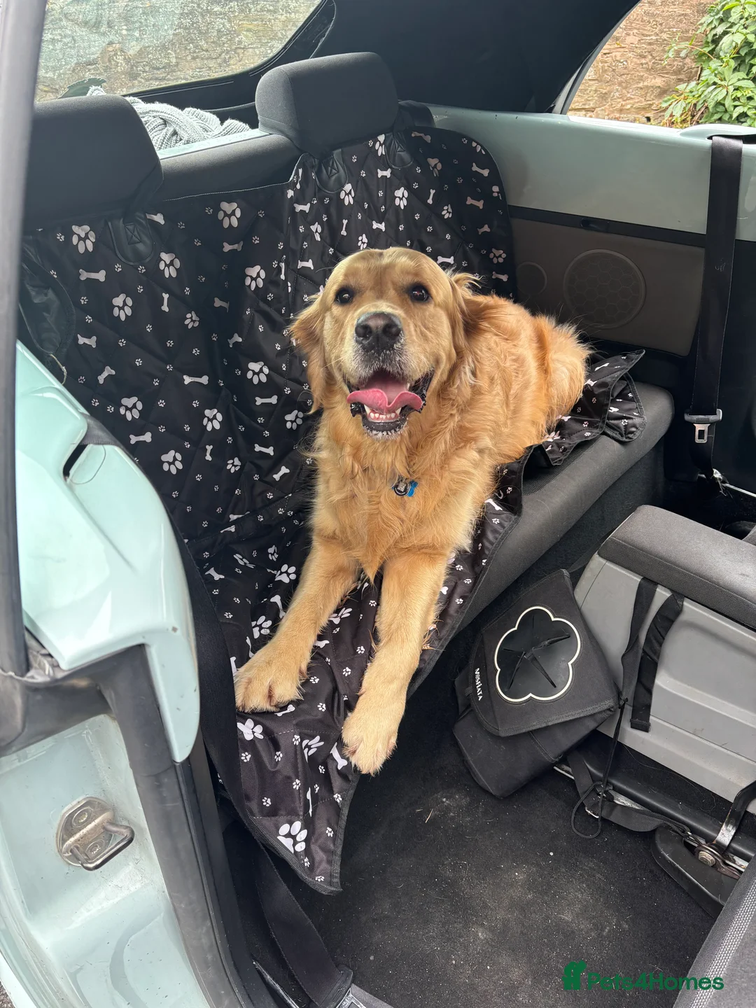 Golden Retriever dogs for stud: KC Registered Golden Retriever Stud - Advert 8