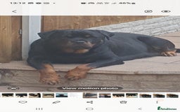 Rottweiler dogs for sale: Kc reg full German champion rottweiler puppies   - Image 29