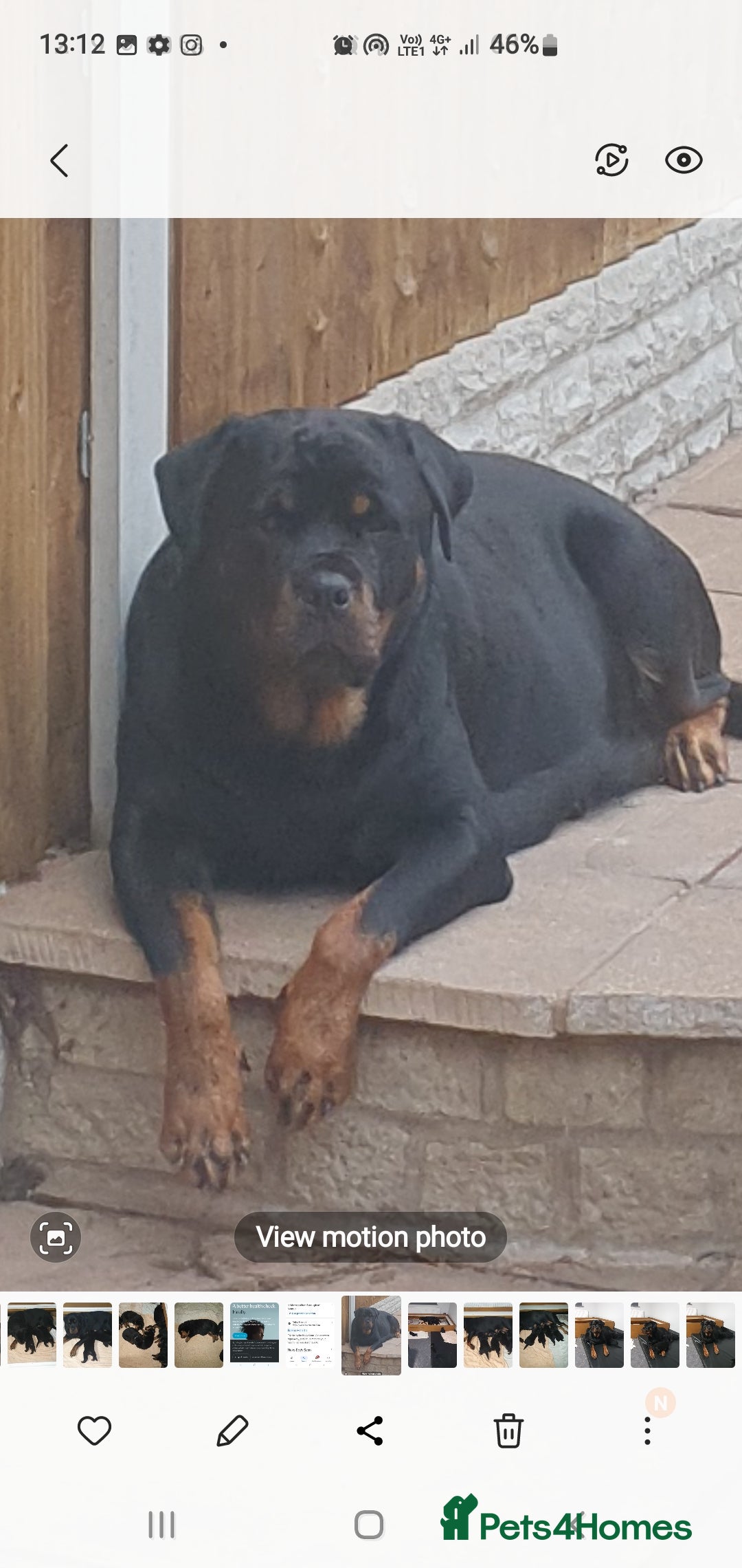 Rottweiler dogs for sale: Kc reg full German champion rottweiler puppies   - Image 29