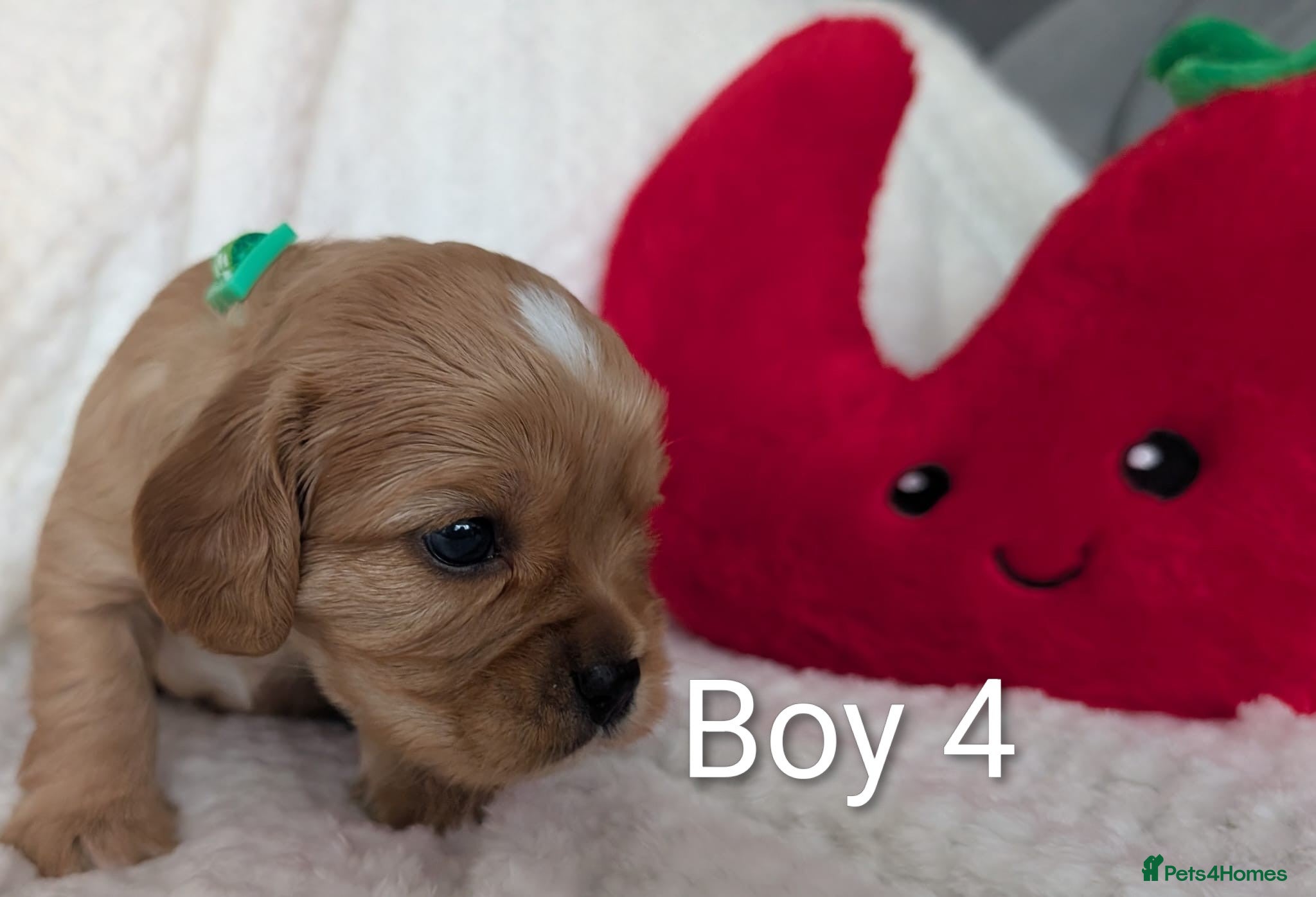 Cavalier King Charles Spaniel dogs for sale: Cavalier King Charles Stunning Puppies! in Aldershot - Advert 10