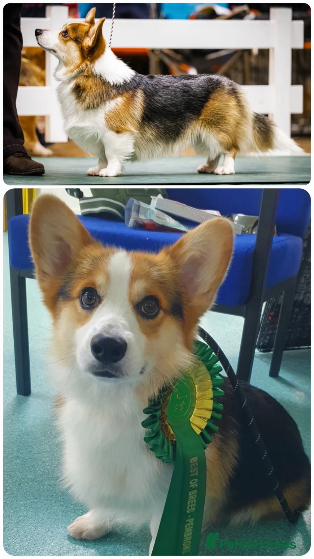 Welsh Corgi Pembroke dogs for sale: Pembroke Corgi Puppies - Ready Now - Advert 15