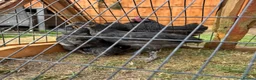 Chickens poultry for sale: Black Maran Chickens  - Advert 4
