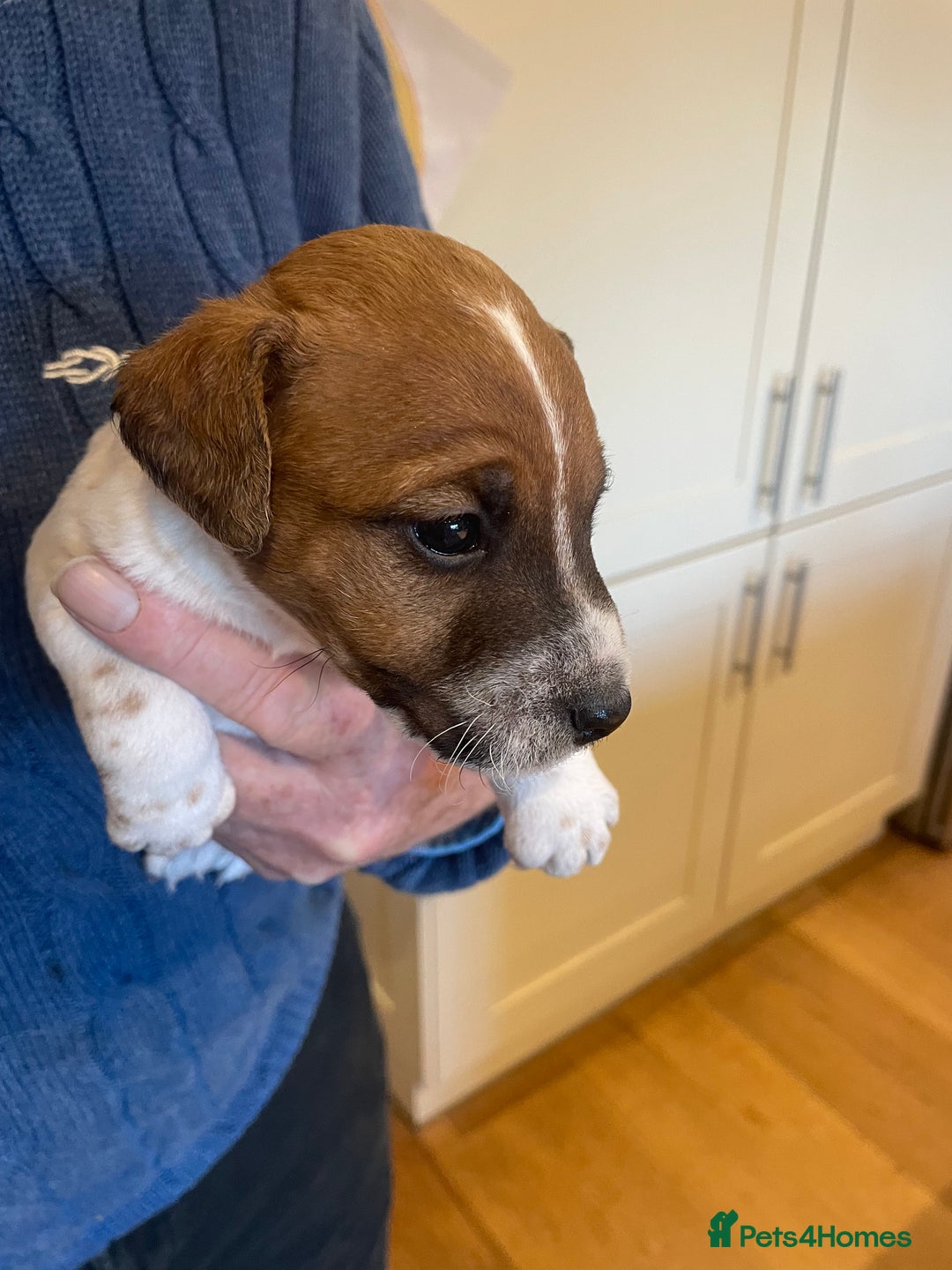 Jack Russell dogs for sale: Jack Russell puppies for sale - Advert 3