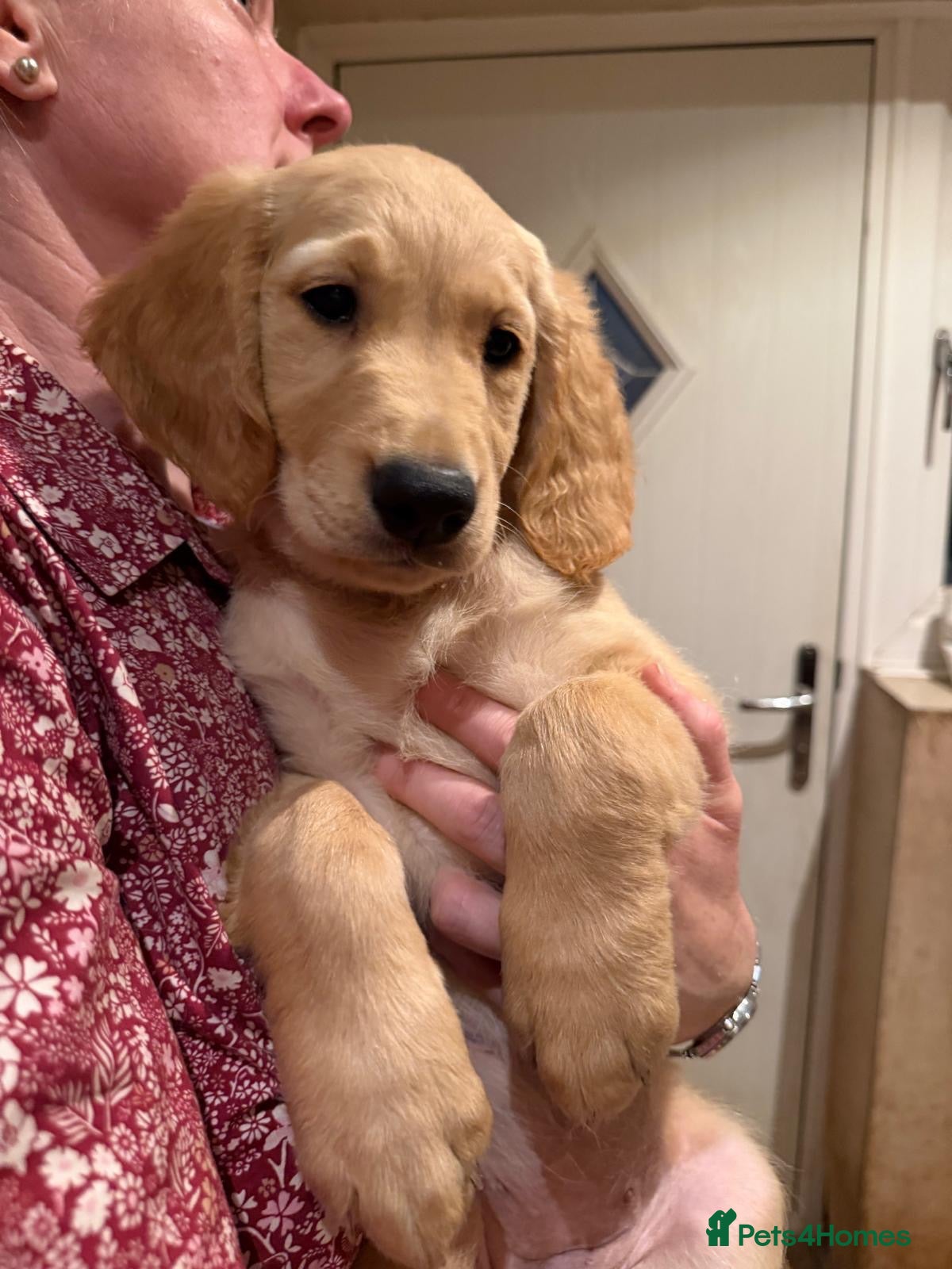 Golden Retriever dogs KC Registered Golden Retriever Puppies - Advert 2