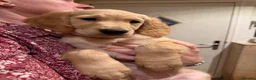 Golden Retriever dogs for sale: KC Registered Golden Retriever Puppies - Advert 2