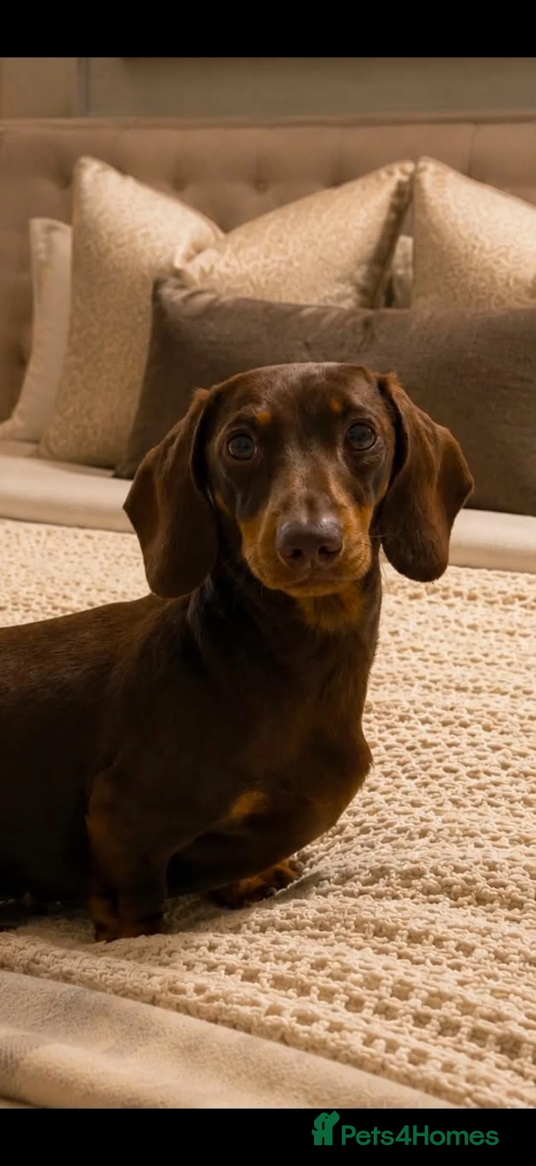 Miniature Dachshund dogs for stud: Stunning Chopper 🐶❤️ - Advert 7
