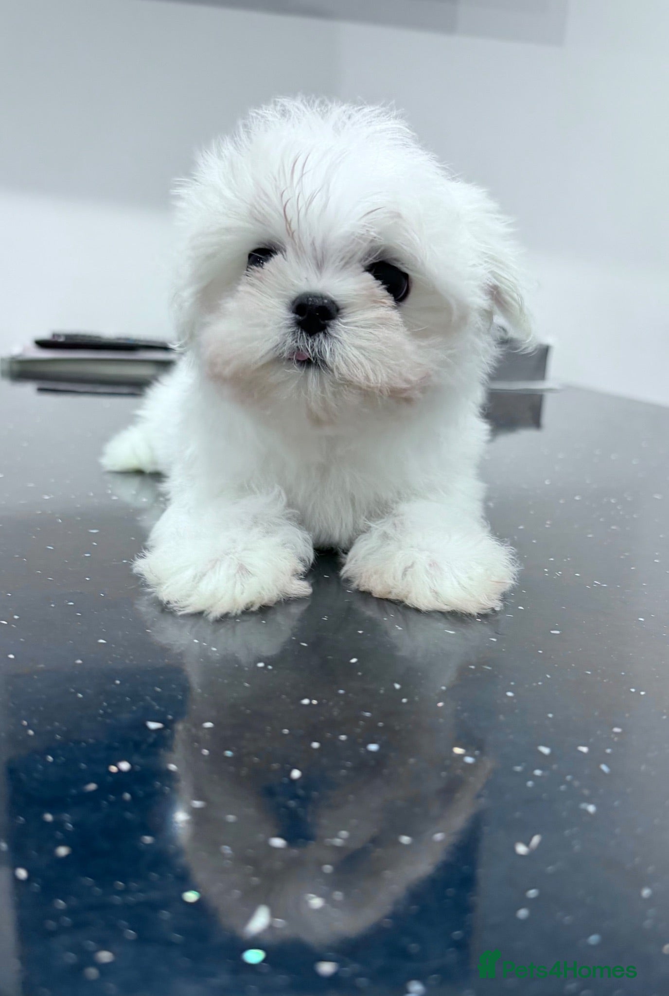 Maltese dogs Beautiful pure Korean Maltese puppies  - Advert 1