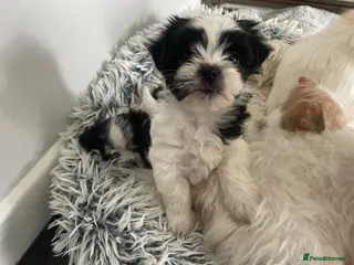 Mixed Breed dogs Tiny Chihuahua X Maltese (Malchi) - Advert 7