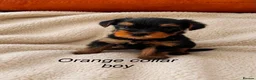 Yorkshire Terrier dogs for sale: Beautiful Yorkshire terrier puppies  - Advert 2