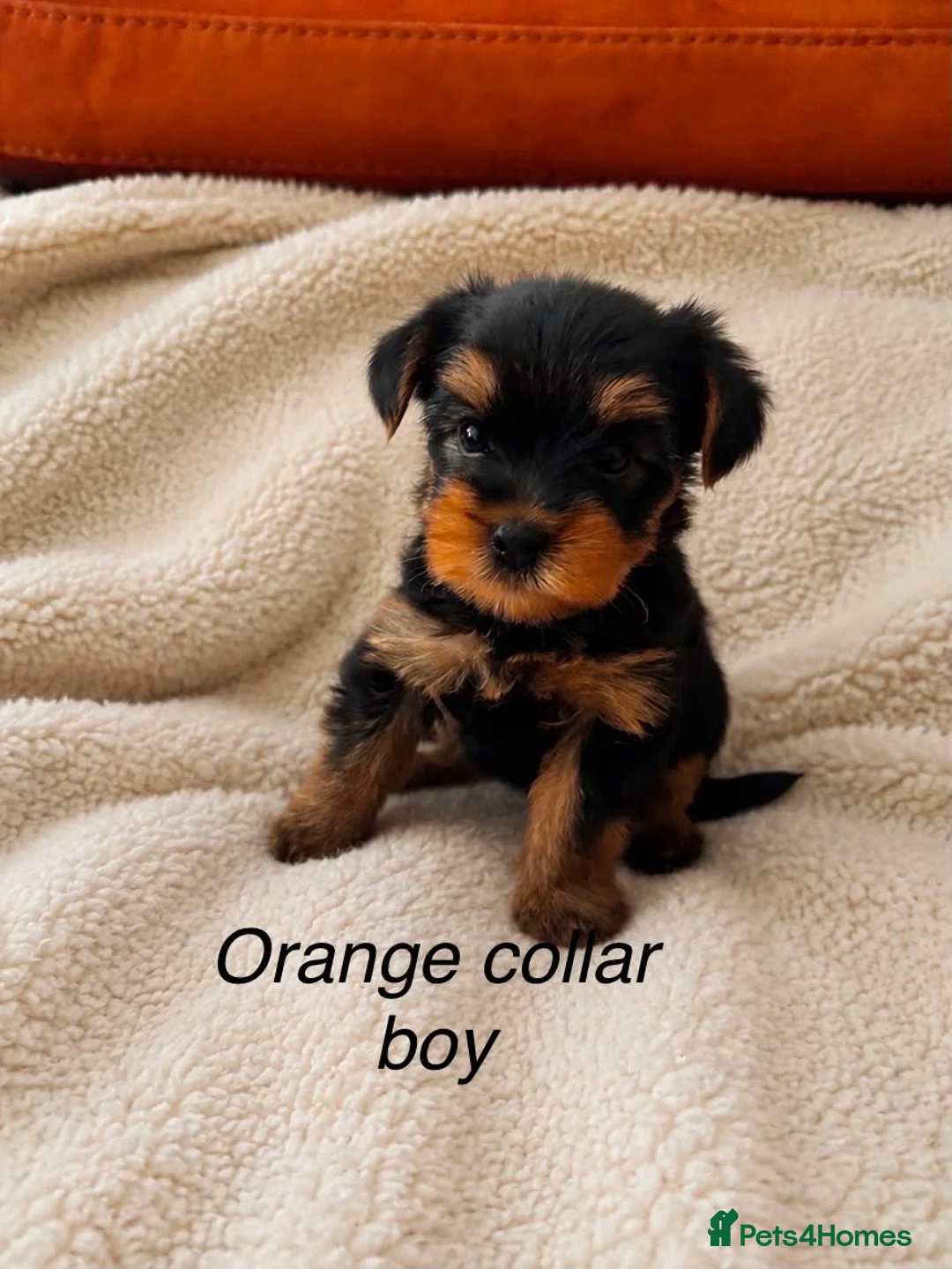 Yorkshire Terrier dogs for sale: Beautiful Yorkshire terrier puppies  - Advert 2