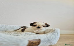 Shih Tzu dogs for sale: Shihtzu  - Image 6