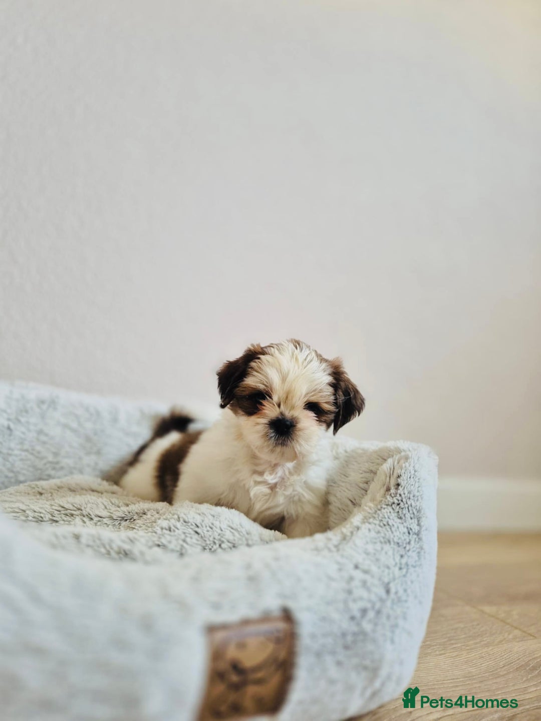Shih Tzu dogs for sale: Shihtzu  - Image 6