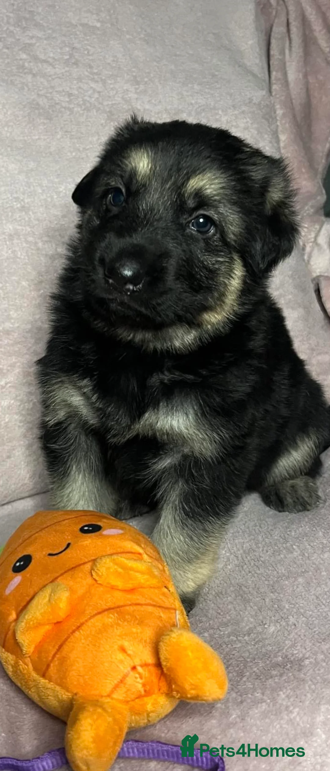 German Shepherd dogs for sale: Straight back German Shepherd amazing temperaments - Advert 2