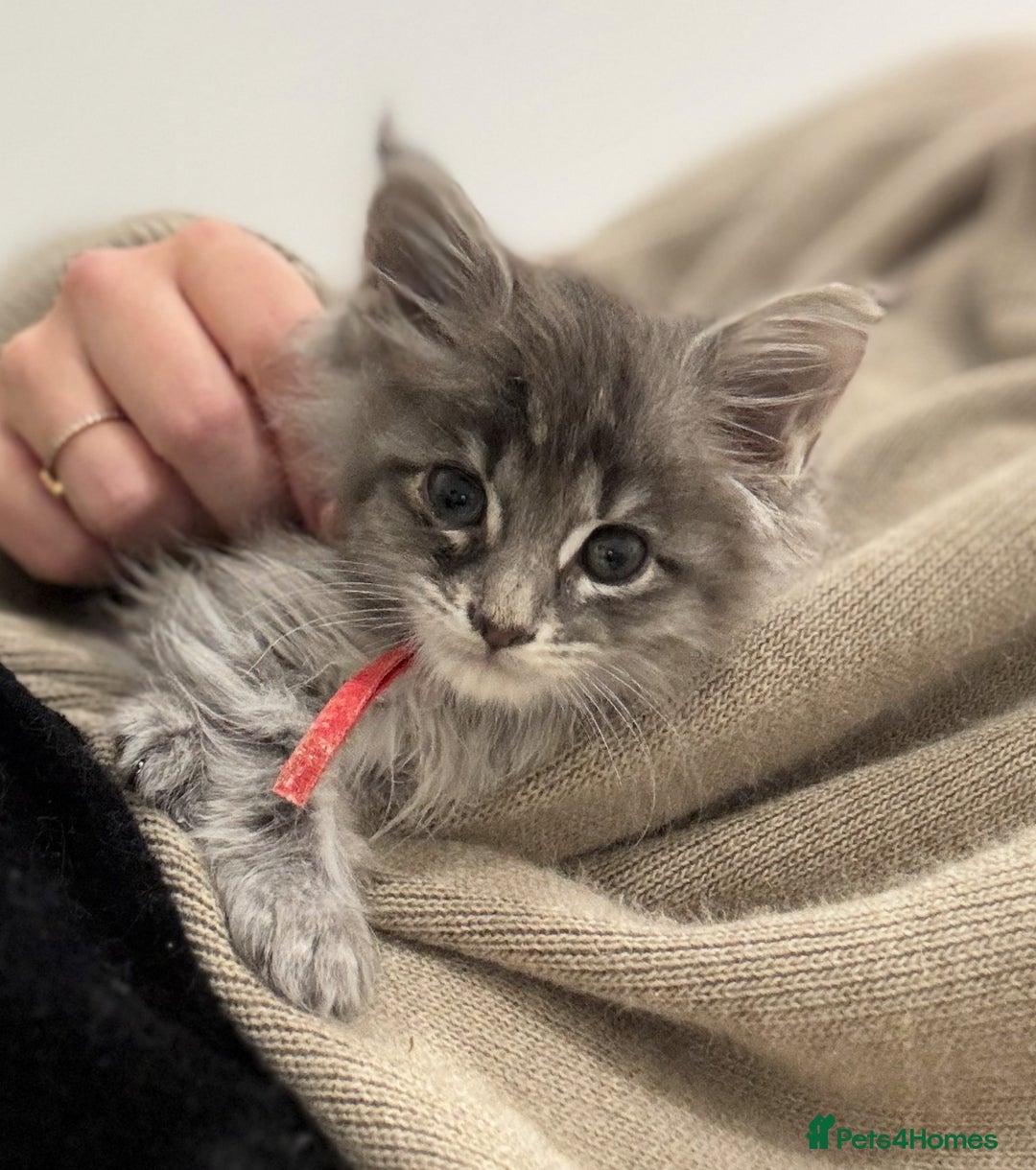 Maine Coon cats for sale: GCCF-Registered Maine Coon Kittens - Advert 24