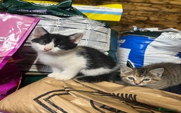 Mixed Breed cats for sale: Mixed coloured kittens looking for new homes!  - Image 7