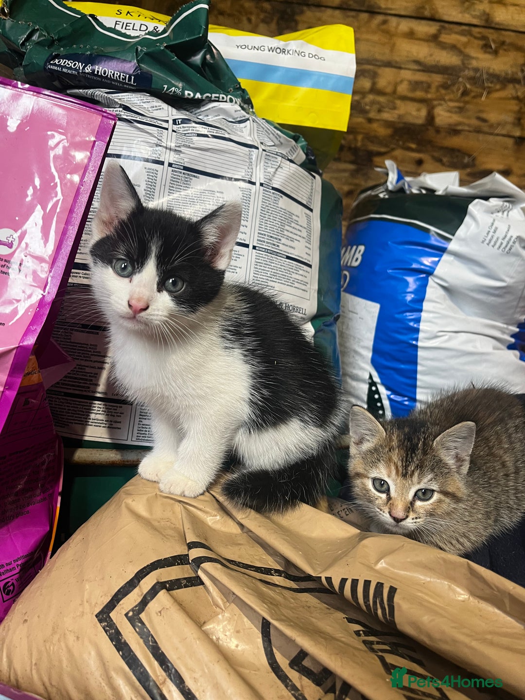 Mixed Breed cats for sale: Mixed coloured kittens looking for new homes!  - Image 7