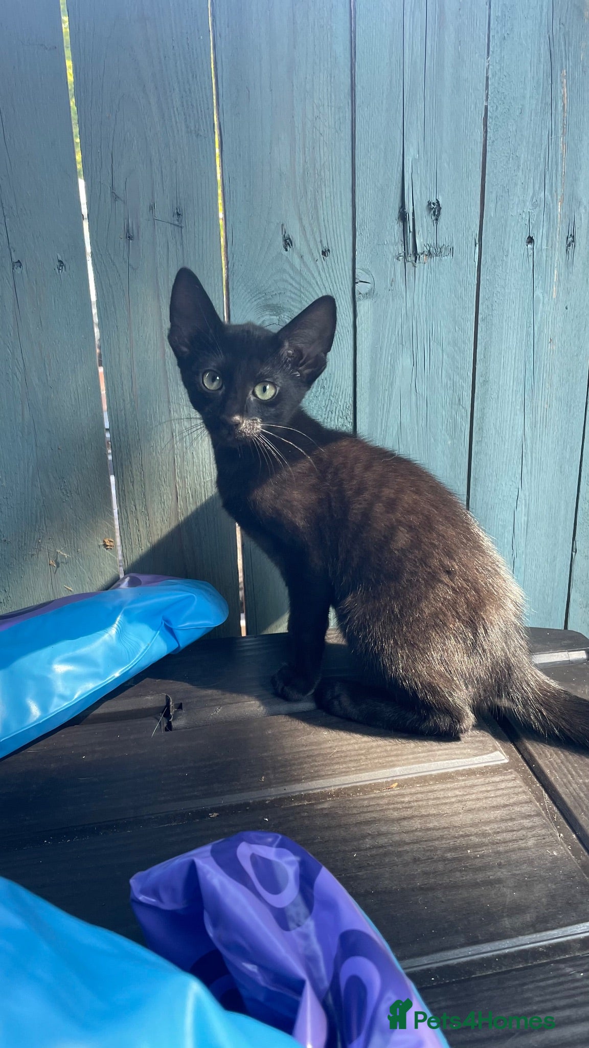 Mixed Breed cats Sweetheart & Darling looking for loving home - Advert 15