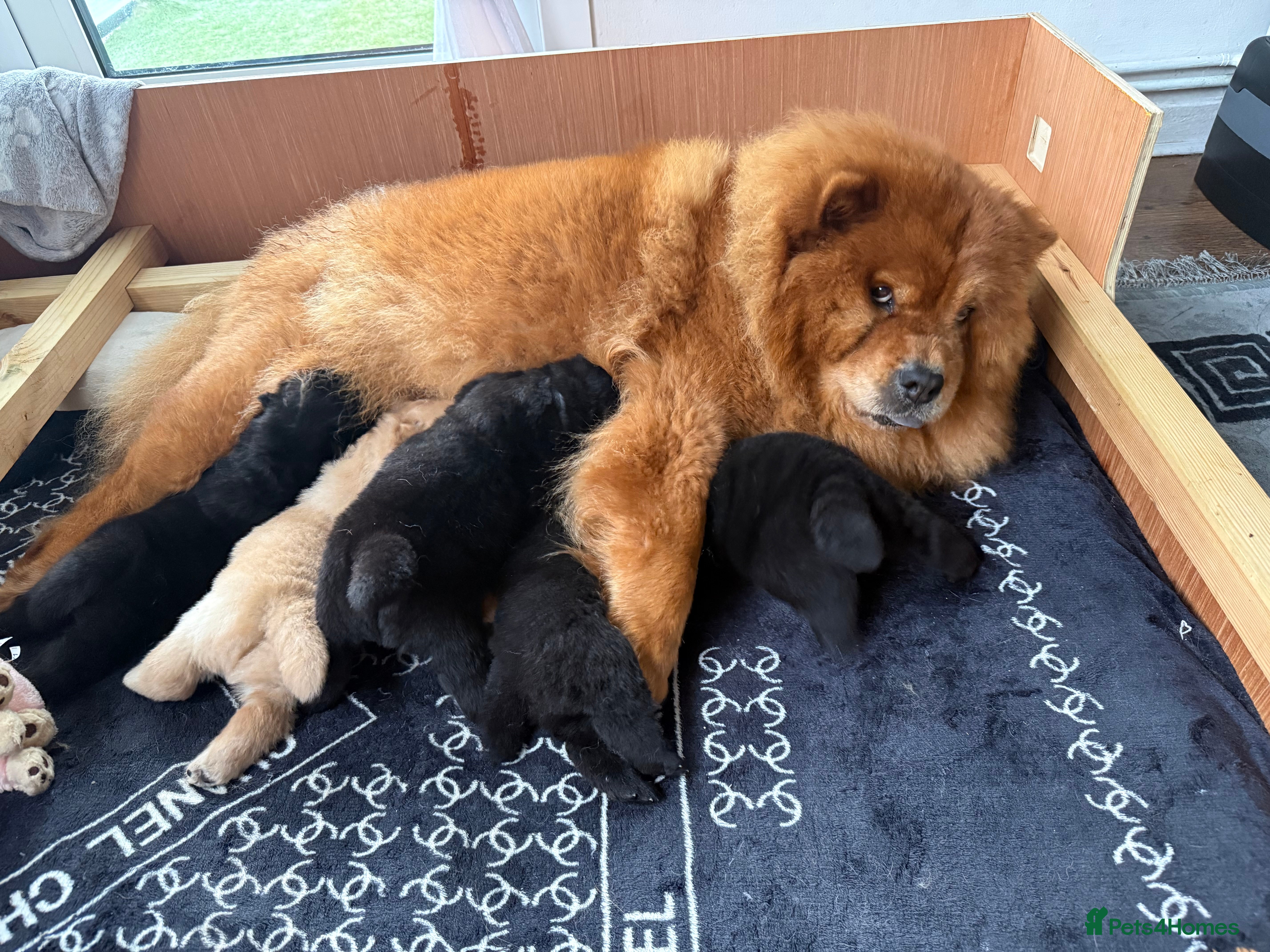 Chow Chow dogs Beautiful Chow Chow  - Advert 2