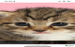 British Shorthair cats for sale: Beautiful kittens  - Image 18