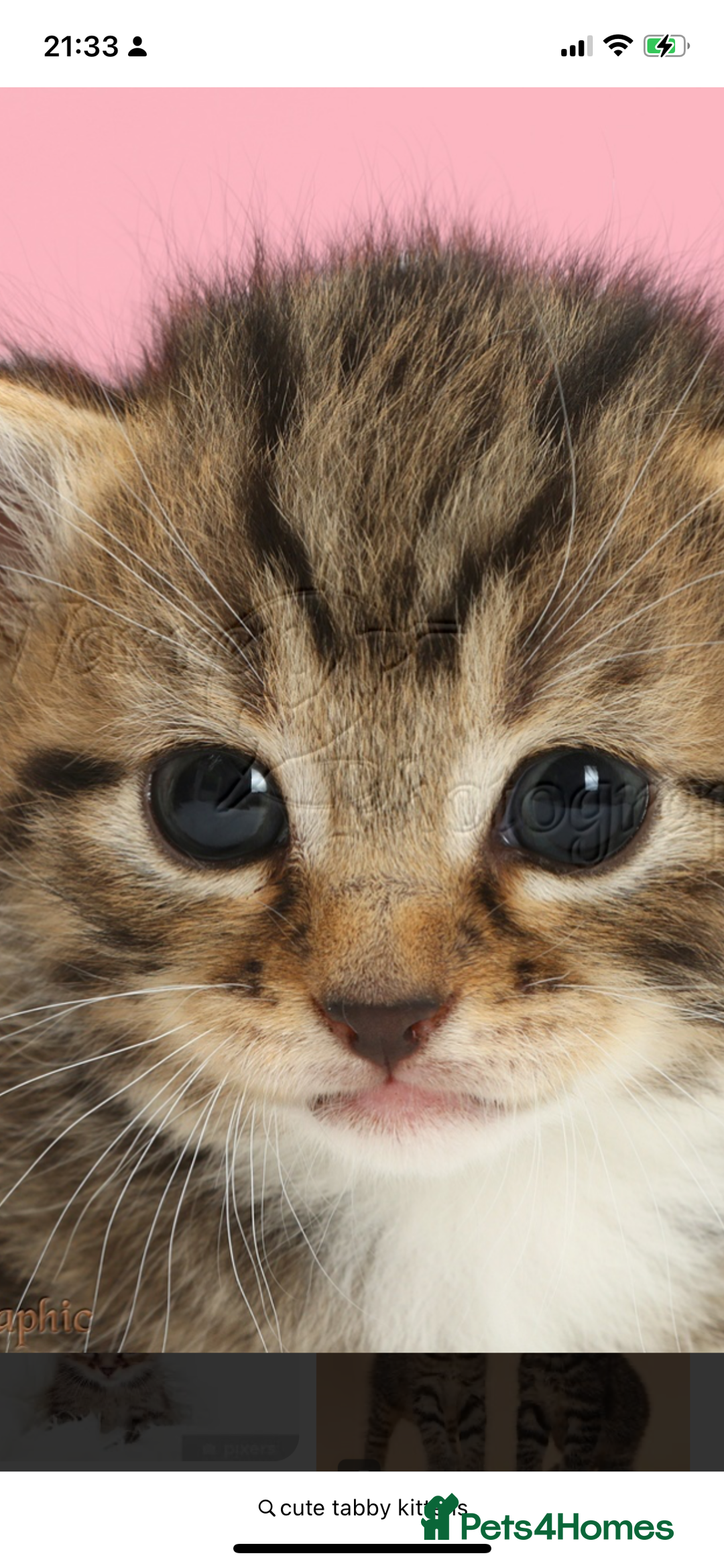 British Shorthair cats for sale: Beautiful kittens  - Image 18