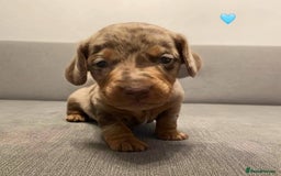 Dachshund dogs for sale: Stunning Dachshund puppies for sale - Image 1