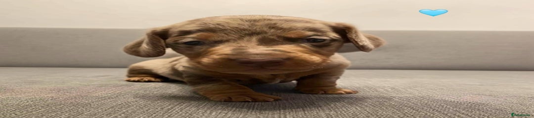 Dachshund Puppy 1