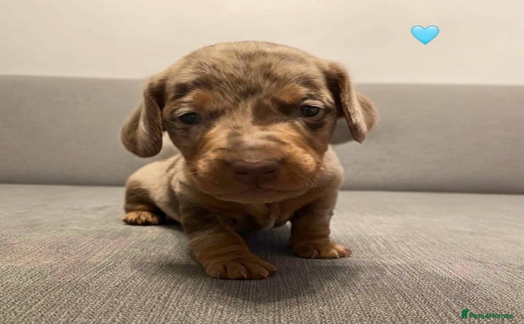 Dachshund dogs - Advert 14