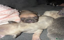 French Bulldog dogs for sale: Female French bulldog puppies - Advert 3