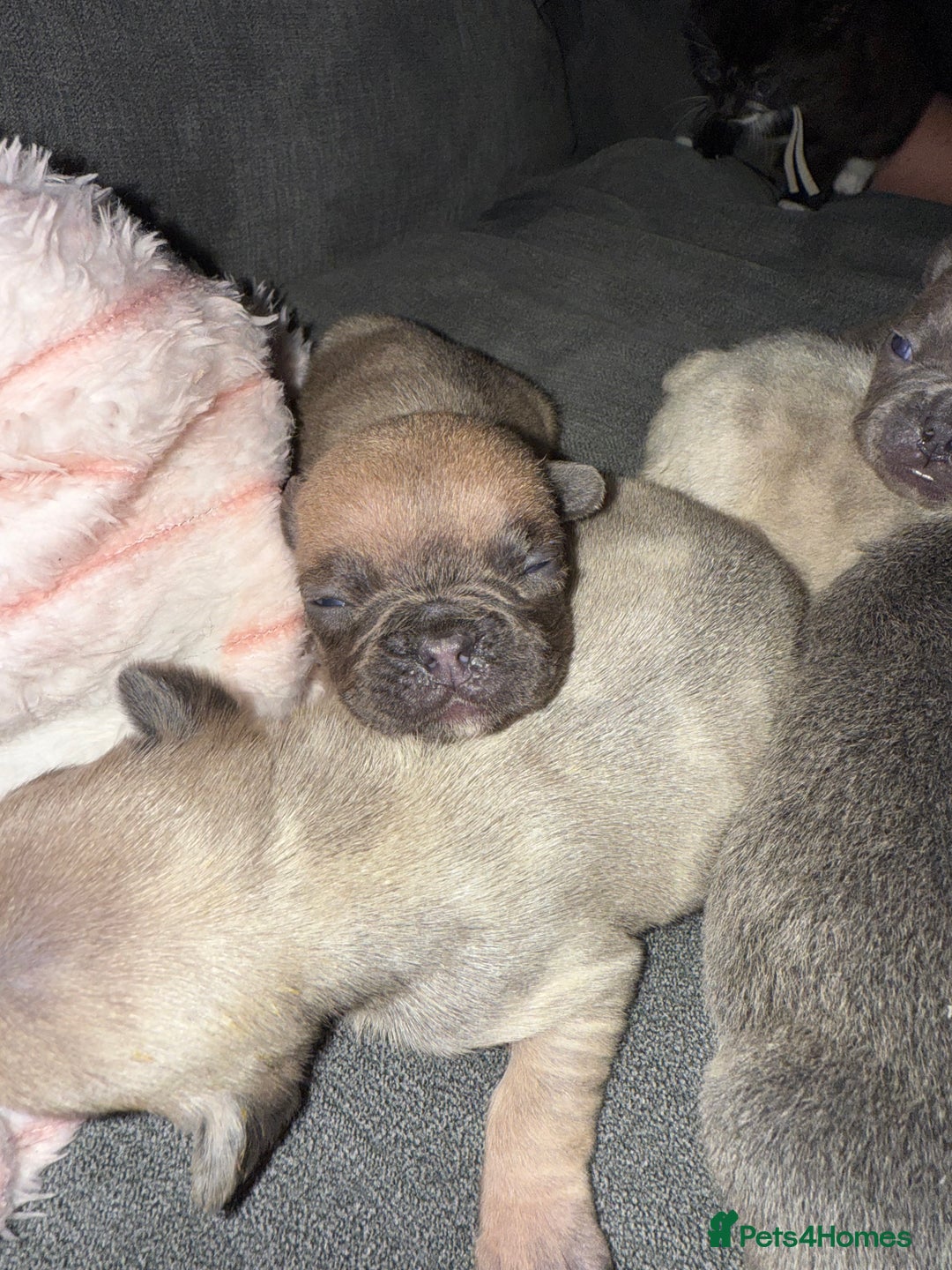 French Bulldog dogs for sale: Female French bulldog puppies - Advert 3