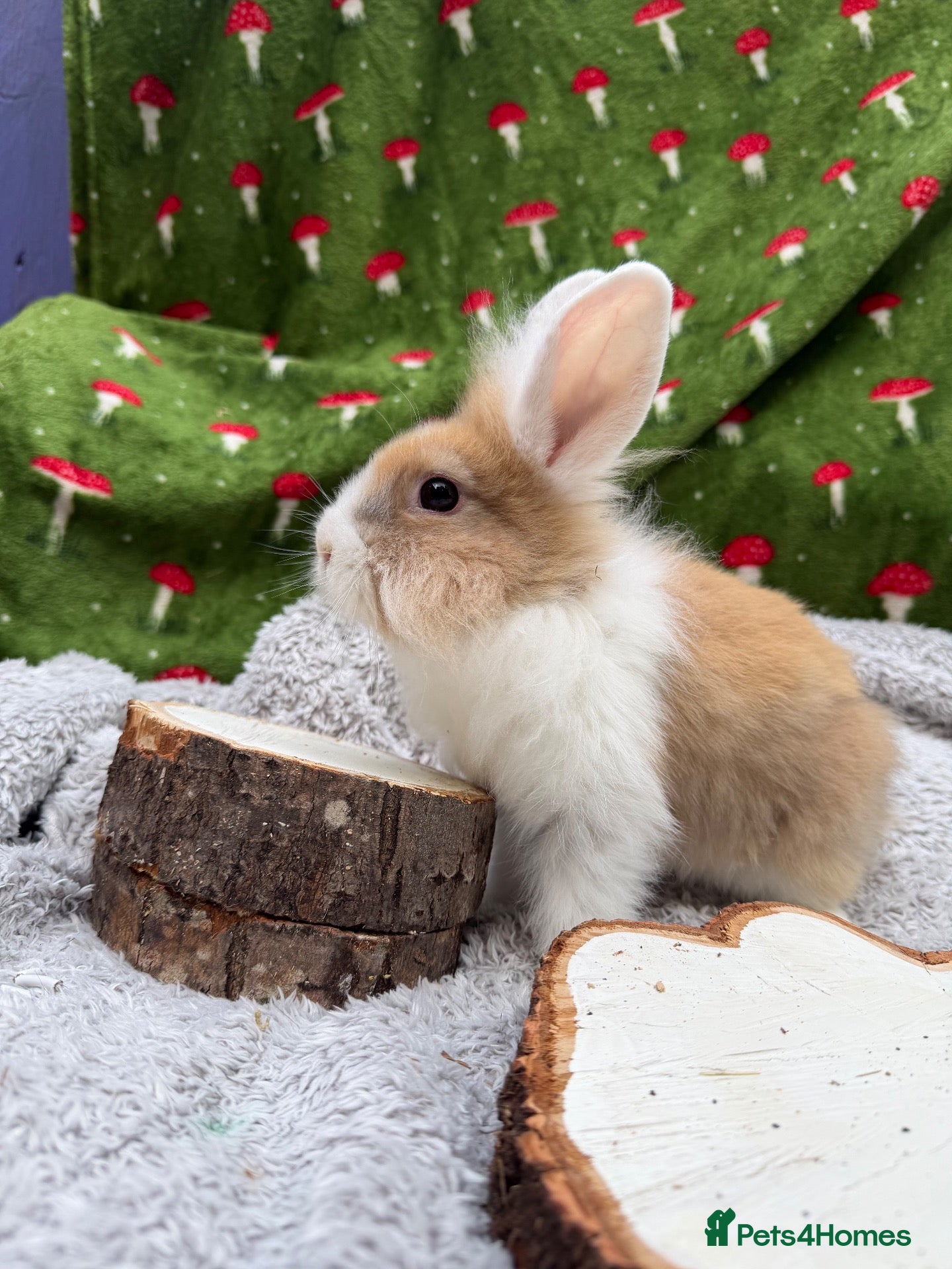 Mini Lion Lop rabbits READY TO LEAVE - Advert 8