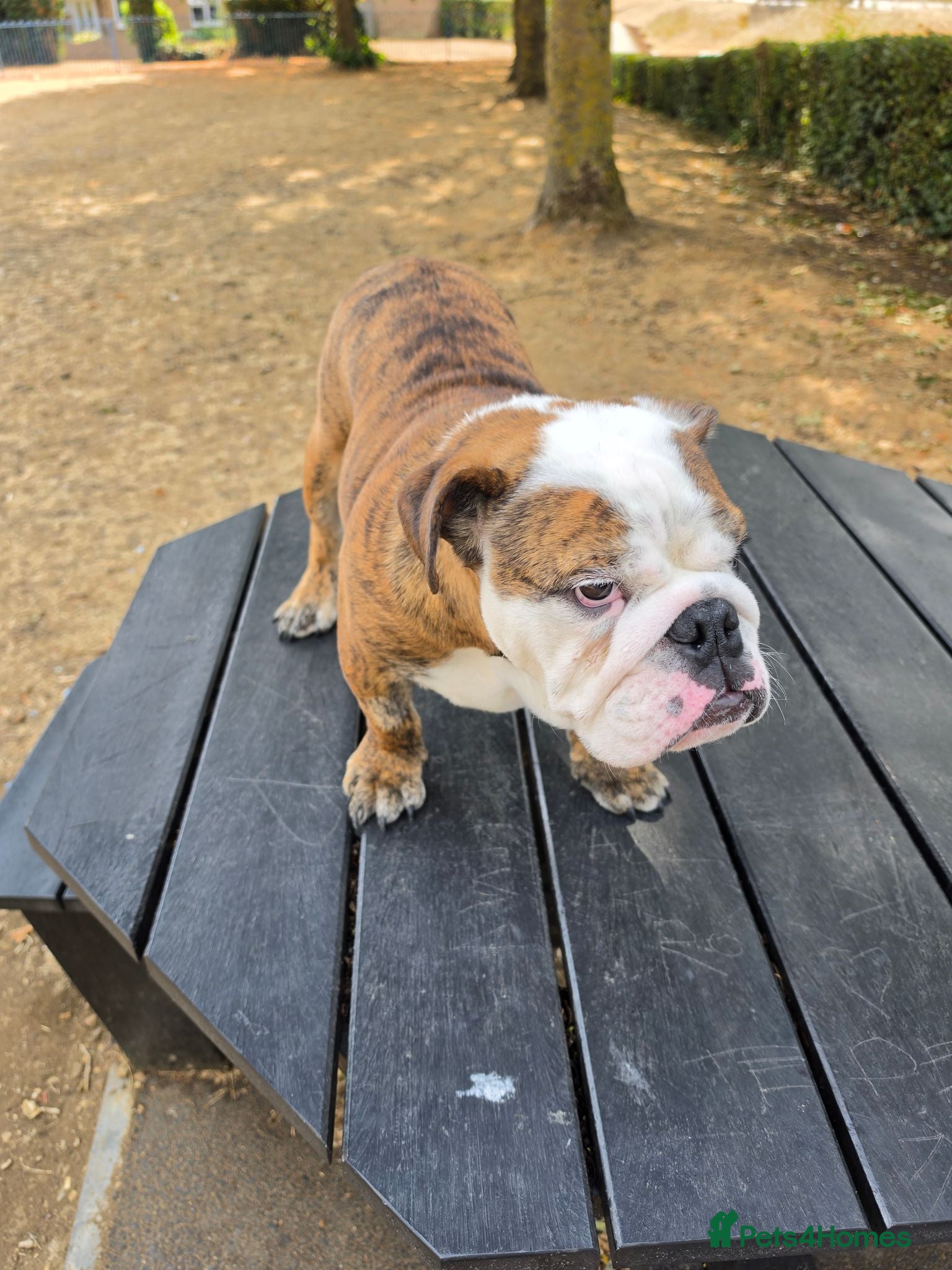 English Bulldog dogs Dennis - Advert 4