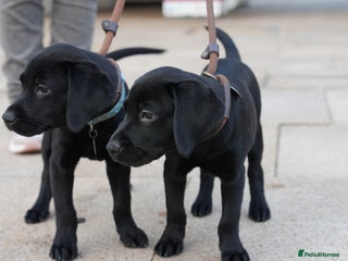 Labrador Retriever dogs Last 2 Black male labrador puppies vaccinated KC - Advert 2