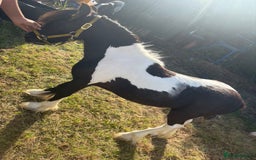 Irish Cob horses for sale: Randy  - Image 1