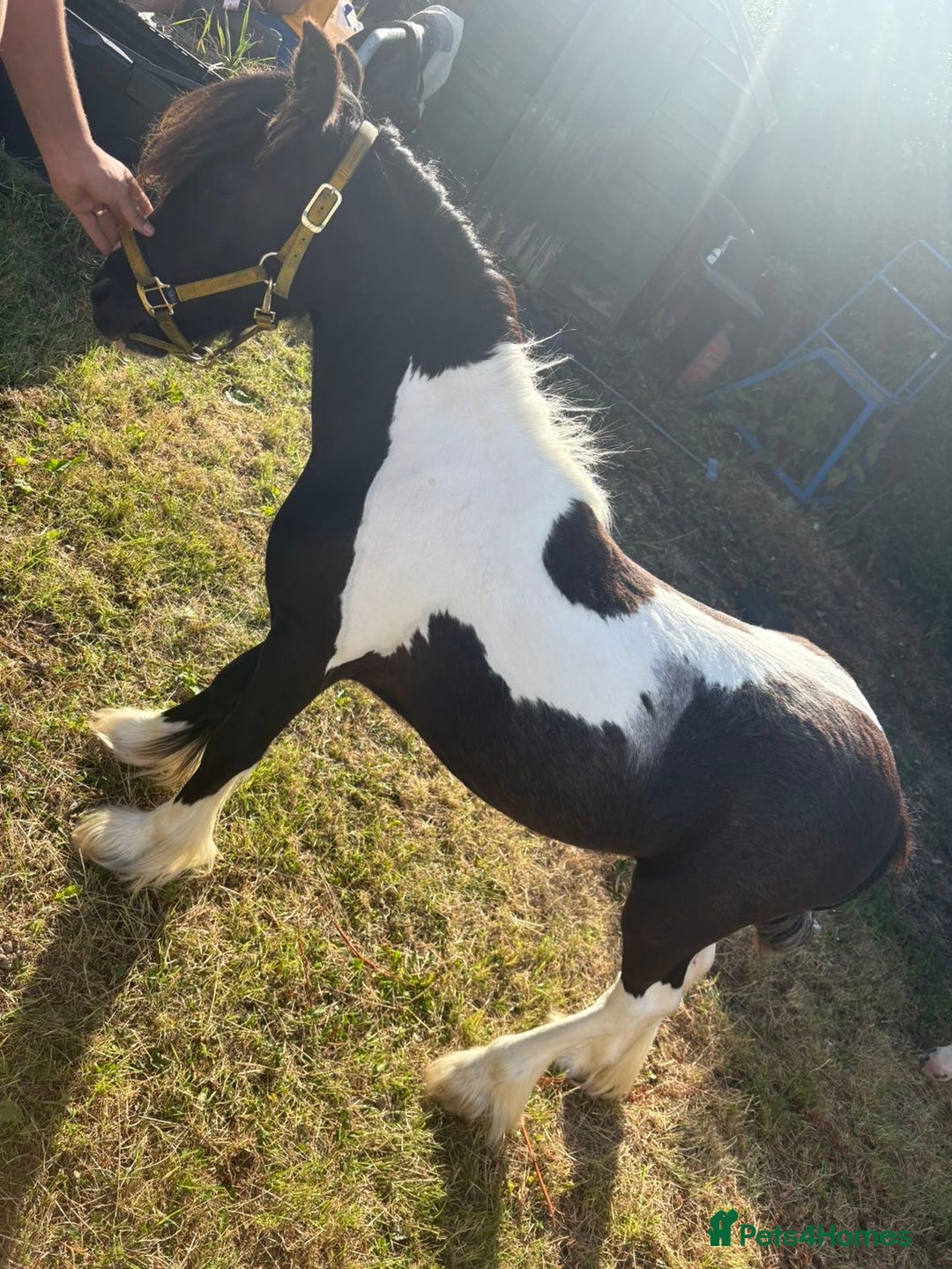 Irish Cob horses for sale: Randy  - Image 1