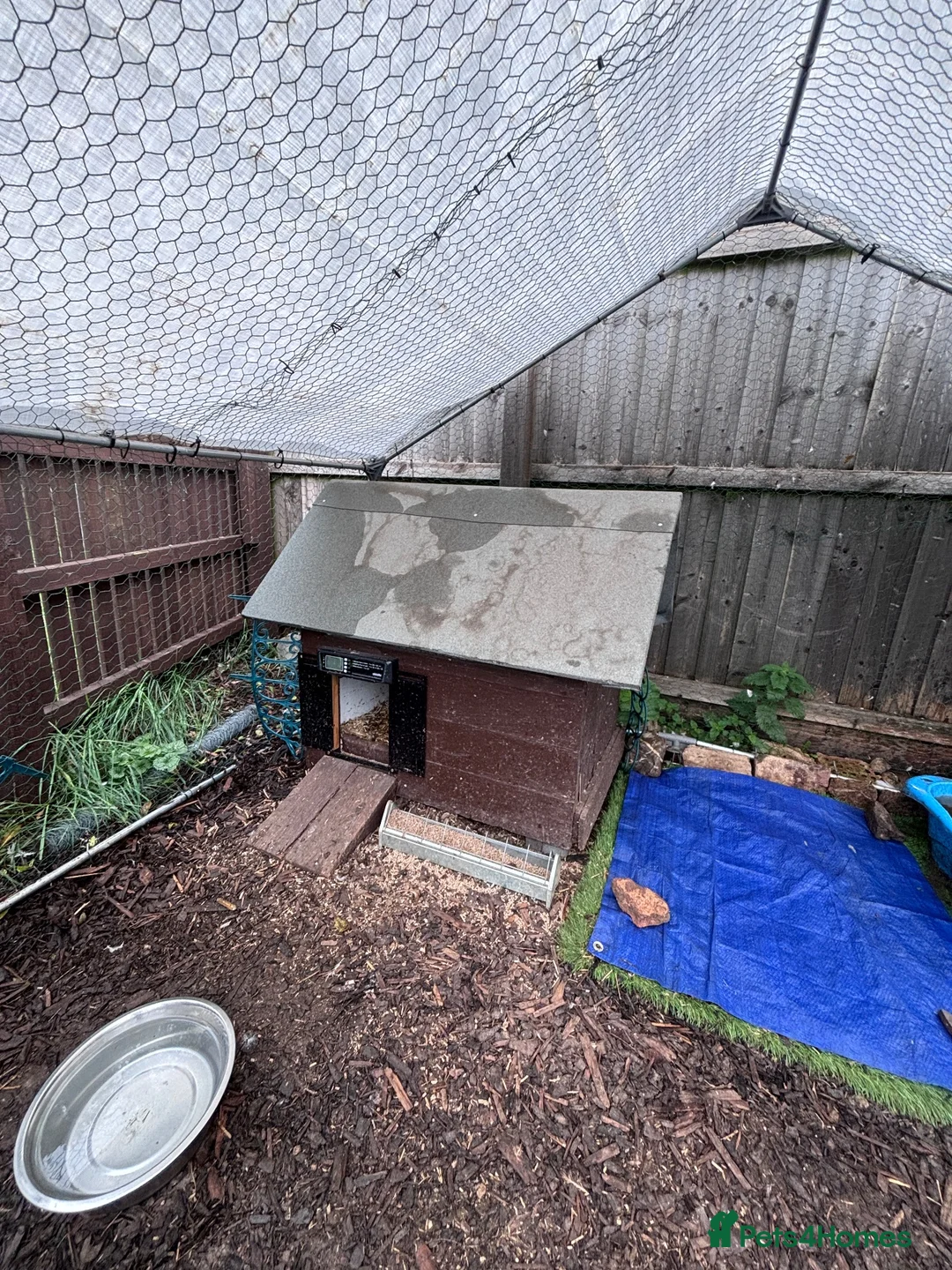 Ducks poultry for sale: 3 x female runner ducks and coop- good home Only in Bridgwater - Advert 2